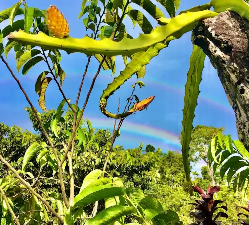 Yellow pitahaya (dragon fruit) flower cactus sprawls its branches in three directions from atop an irregular wooden post that leans into the right side of the photo. A flower bud is visible at the tip of one branch of the cactus. Each branch has one developing fruit, and the fruit on the largest branch (in the foregrond in the upper left of the image) is turning yellow. At least two trees of Rollinia mucosa and one magenta-leafed ornamental plant are visible just behind the cactus, and various other fruit trees and other vegetation rise in the background of the image. The entire landscape is illuminated by the yellowish late-afternoon sunshine, and there is a double rainbow in the sky above.