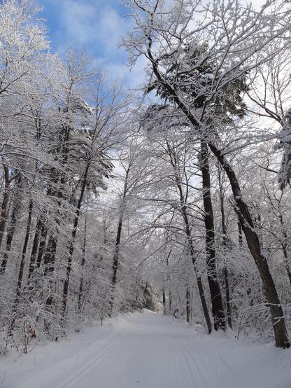 A wide, show-covered ski trail through overhanging trees heavily laden with snow. A blue sky with light clouds in the space above the trees.
