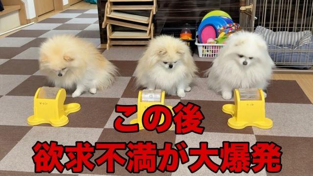 日頃のストレスが爆発するとポメラニアンはこうなります