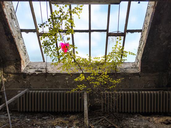 A birch tree grows through a broken glass skylight in an abandoned industrial room, with a small pink heart caught in its branches.
