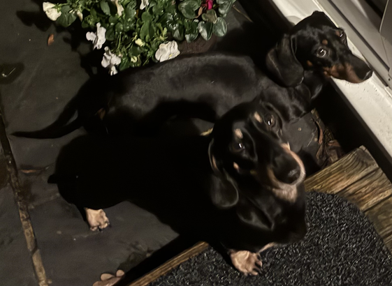 Miniature Dachshunds Max and Milo by the back door