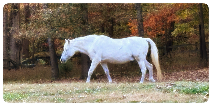 A white horse strolls along a field. Autumn leaves are in the background.