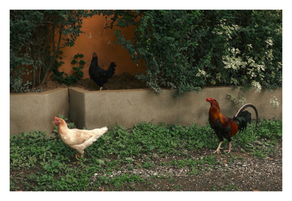 Three chickens in an outdoor garden setting. In the foreground, a cream-colored hen walks on the grassy ground to the left, while a colorful rooster with reddish-brown and black feathers stands on the gravel to the right. Behind them, a black chicken is perched in a raised concrete planter box filled with soil, surrounded by lush green bushes and an orange wall in the background. - Google Gemini 3 Preview