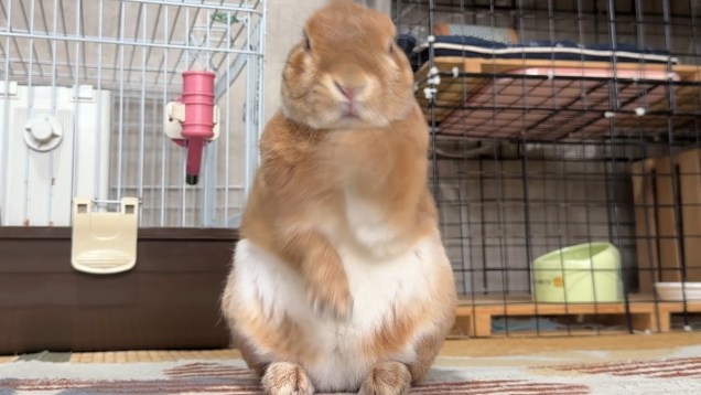 A rabbit with tan fur and a white belly stands on its back legs.