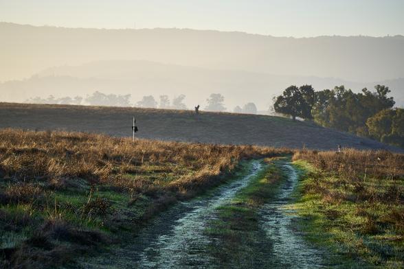 A small road (two-track) across a grassy field at sunrise. The grasses are mostly brown and gold, but there are green patches. Everything is covered in dew, and the road has a reflective sheen. The road leads toward a stand of  trees on the right side of the picture. Across the background are layered hills disappearing in haze.