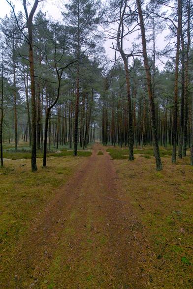 Color photograph depicting a forest road, second half of November, late autumn.