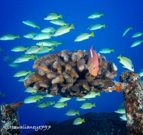 An orange fish pauses on an oval mass of coral surrounded by a halo of yellow fish on underwater wreck.