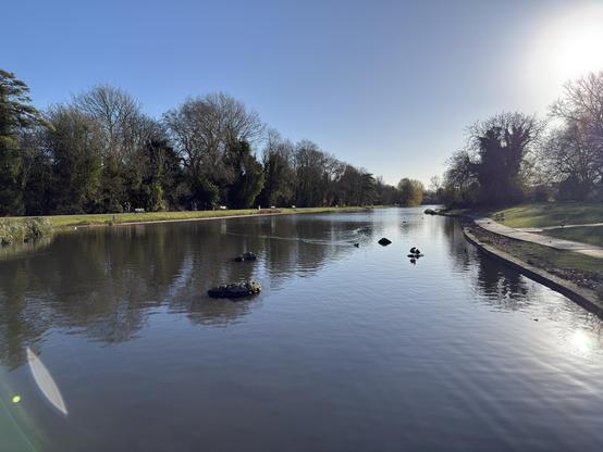 A calm lake (Verulamium Park, St Albans) stretches into the distance under a clear blue sky. The sun is low and bright on the right side, reflecting off the water. Several large stones sit just above the water’s surface. Leafless winter trees line both sides of the pond, and a few people walk along the paths at the edges. The overall scene is peaceful and sunlit.