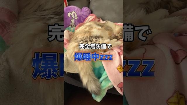 寝ぼけてソファから落ちる猫、ノルウェージャンフォレストキャット #猫のきなこもち