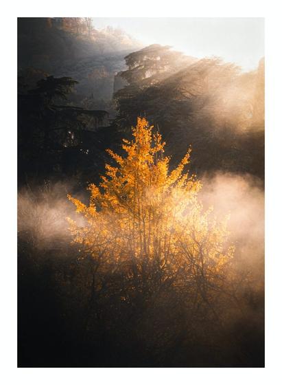 A photo of an autumn scene in a forest. A prominent Gingko Biloba with golden leaves stands out.in the middle, illuminated by the sun's rays and through the mist. The foreground is darker, contrasting with the bright glow surrounding the tree. In the background, other trees are visible.