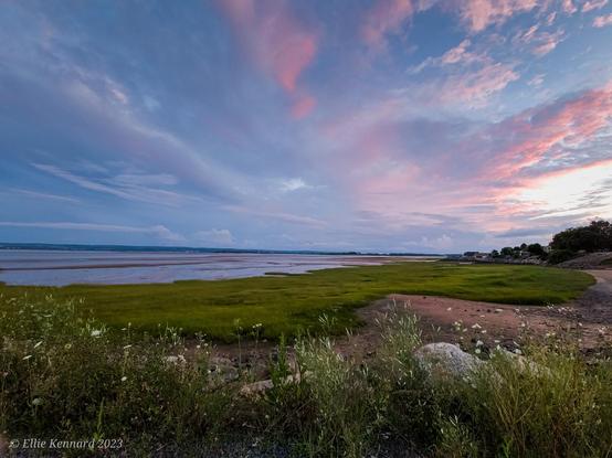 A late summer coastal scene of the Minas basin of the Bay of Fundy with grasses and wild flowers among some rocks in the foreground. The middle ground has thick green tidal grasses next to a shoreline with stretches of exposed sandy mud. There is a stand of trees in the middle distance. Over half of the frame is taken up by a delicate sunset scene of light pink, blue, and dove grey clouds appearing to go to a vanishing point.