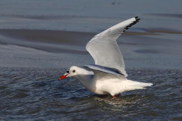 Eine Lachmöwe steht mit geöffneten Flügeln im dunkelblauen Wasser. Nur noch ein ganz kleines Stück der Beine ist noch zu sehen. Im roten Schnabel hat sie ein kleines Tier, dass sie gerade gefangen hat
