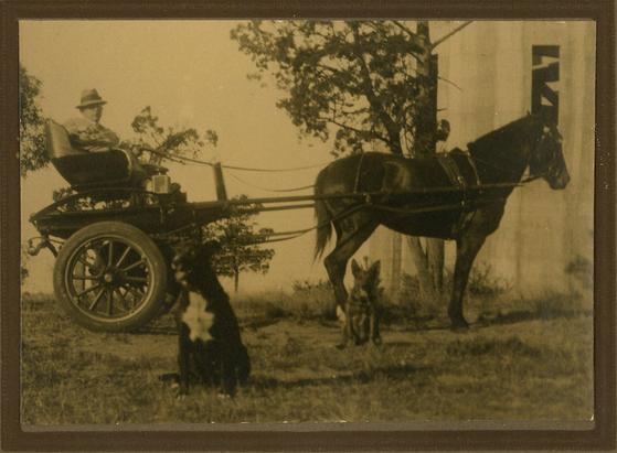 Sepia photograph of a man sitting in a horse drawn carriage tethered to a single horse, with two dogs. Date and place unknown.