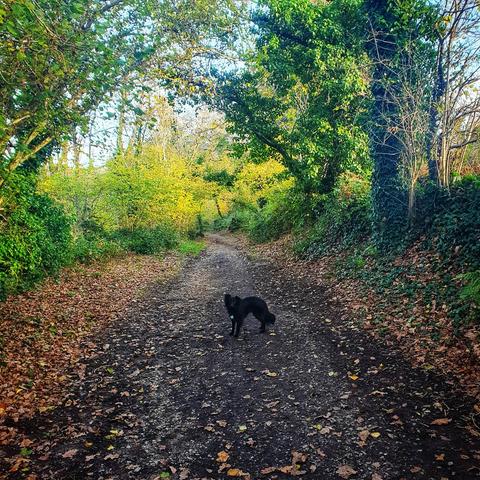 Chienne dans un chemin forestier en automne