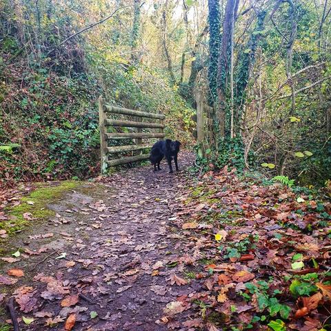 Chienne dans un chemin forestier en automne