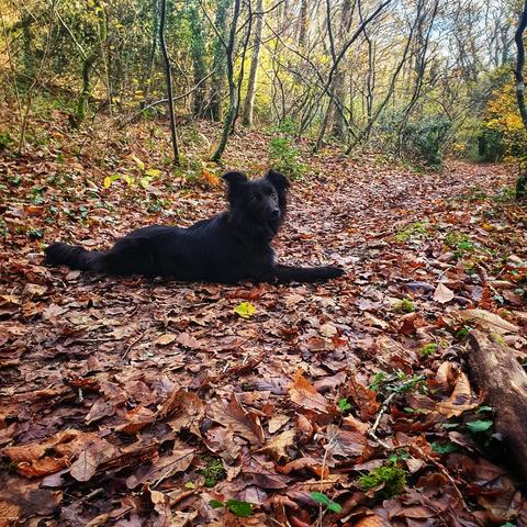 Chienne dans un chemin forestier en automne