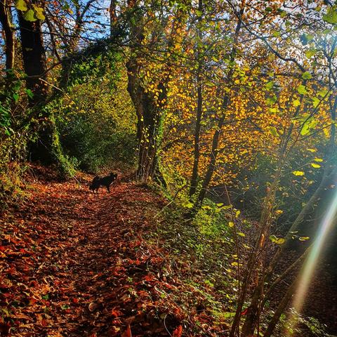 Chienne dans un chemin forestier en automne