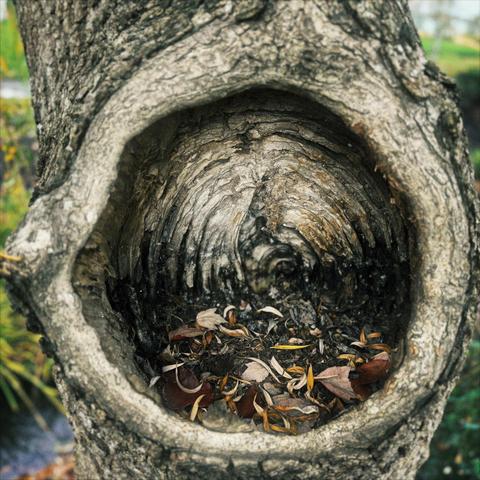 A large, natural hole hollows out the central trunk of a tree on an overcast morning.