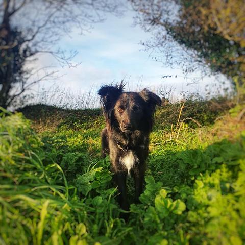 Portrait d'une Border Collie