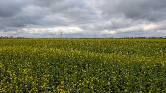 Ein noch grünes Feld mit gelben Blüten unter stark bewölktem Himmel.