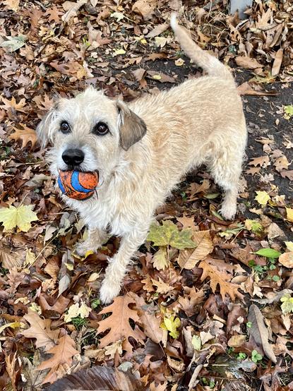 Een lichtbruine, ruwharige hond staat tussen herfstbladeren op de grond. De hond kijkt omhoog met een blauwe en oranje bal in zijn bek. Zijn staart staat omhoog en hij lijkt klaar om te spelen. De bladeren op de grond zijn voornamelijk bruin, geel en oranje, waardoor een echt herfstgevoel ontstaat.