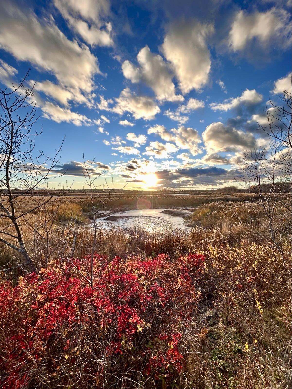 A twisty tidal river.  In the foreground there are still red leaves in an otherwise brown landscape. There are some barren trees, and the sun is near the horizon.