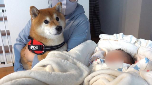 柴犬愛が強すぎる赤ちゃん遂に、喋る。