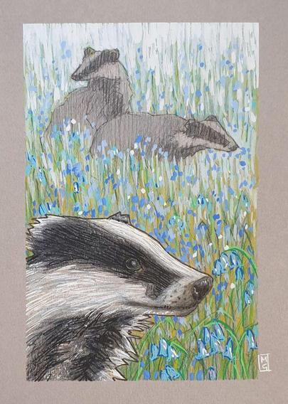 A small colour drawing of European badgers in a field of bluebells. The foreground depicts a closeup of a badgers head, the background shows two badgers in the bluebell field.
Badgers are short, stout, powerful animals that live in underground 'setts' that can extend well over 50 metres long! Members of the mustelid family (which includes pine martens, otters and ferrets)
An original art work, please note that the frame is not included.
Colour pencil and mixed media on acid free toned artist paper
5 by 7 inches (12.7 by 17.8 cm).