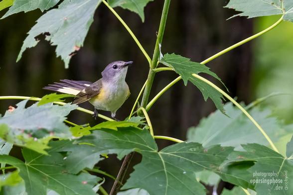 A fan-tailed gray warbler with yellow patches on its sides perches among broad leaves.