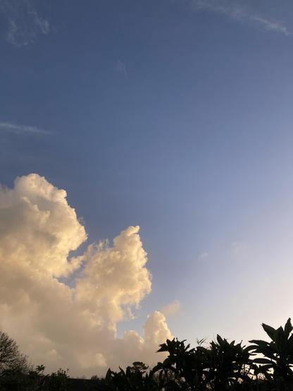 Photo de ciel au soleil couchant. En bas, une ligne sombre de rhododendrons ; à gauche, des nuages blancs. Un grand ciel bleu