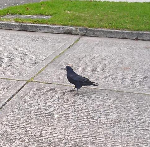 a rook arrives at food on backroad.