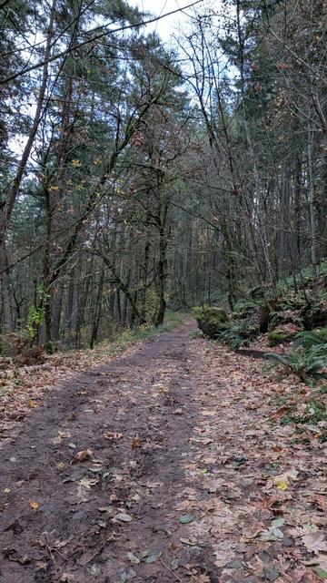 A trail in the woods