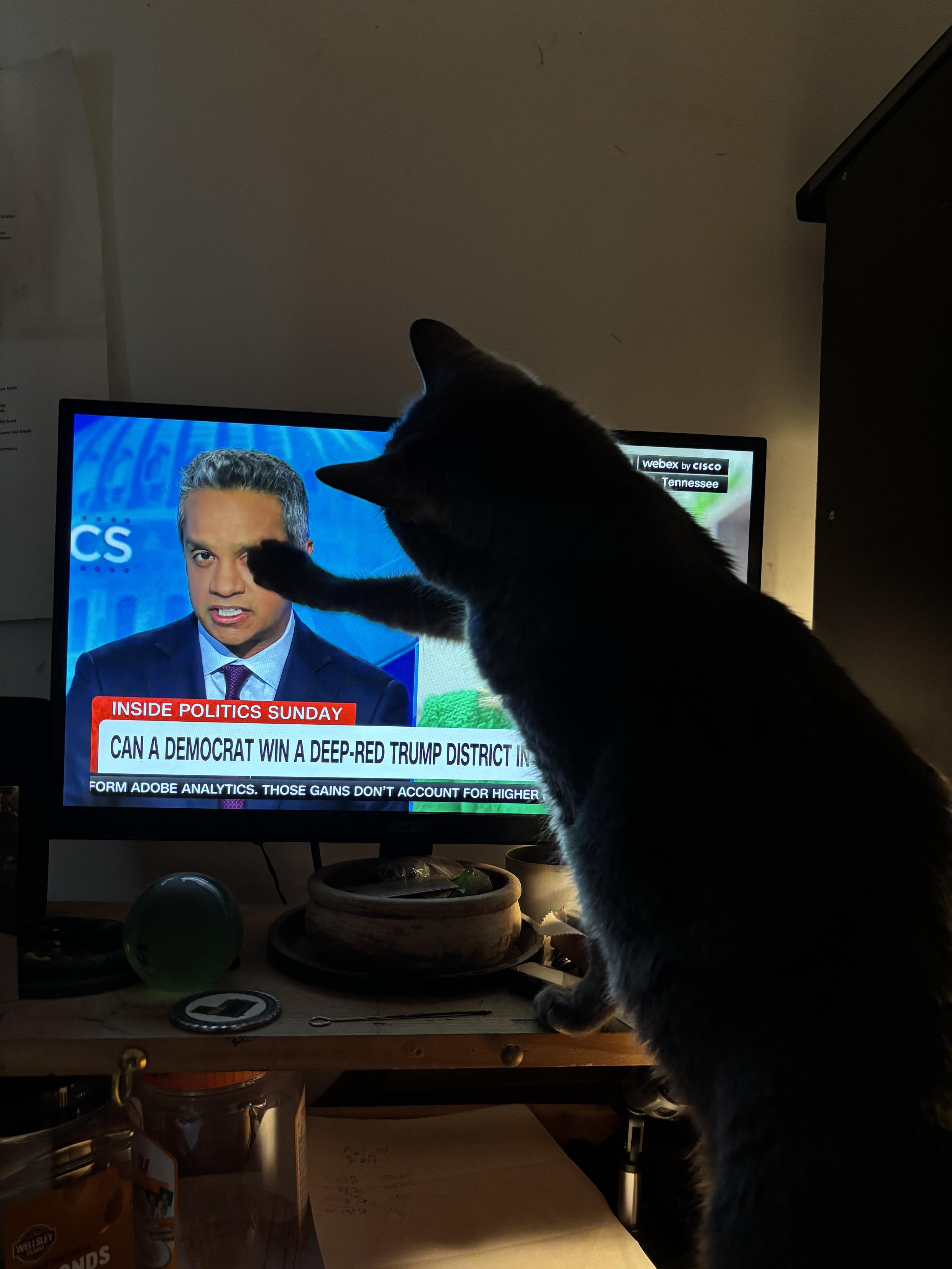 image of a cat pawing at the face of a CNN talking head on a monitor