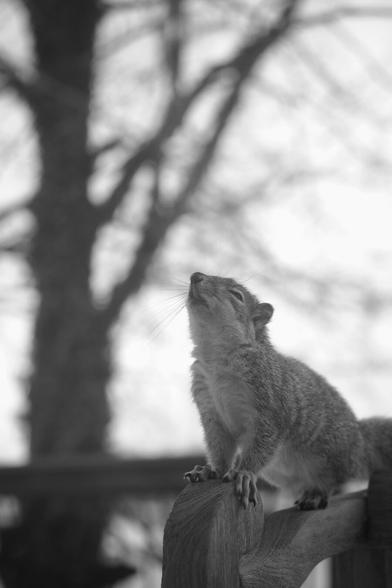 Squirrel on a chair