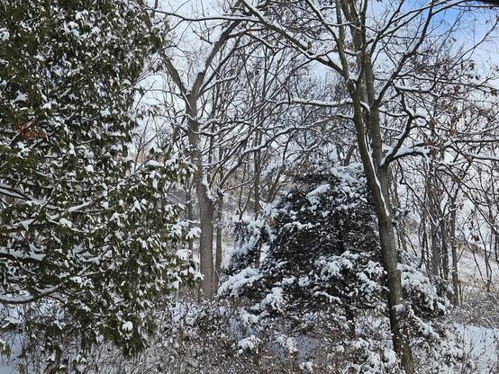Snow on trees and bushes.