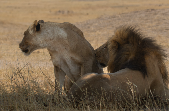 Lions nuzzling