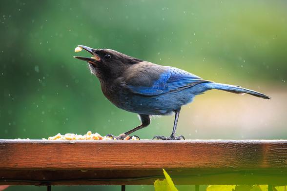 A photo of a Steller's jay (Cyanocitta stelleri) perched on a wooden railing with a small pile of peanut pieces on front of it, its beak open as it tosses peanut halves back into its throat. It has vibrant blue wing, underside, and tail feathers contrasted with a black crested head and neck. The background is soft blurred green foliage, and a light rain falls around the bird.