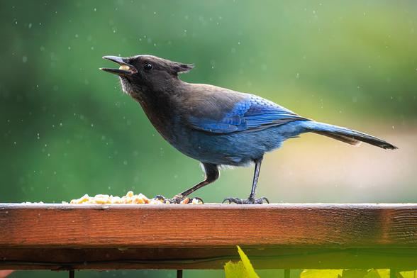 A photo of a Steller's jay (Cyanocitta stelleri) perched on a wooden railing with a small pile of peanut pieces on front of it, its beak open as it consumes a peanut. It has vibrant blue wing, underside, and tail feathers contrasted with a black crested head and neck. The background is soft blurred green foliage, and a light rain falls around the bird.
