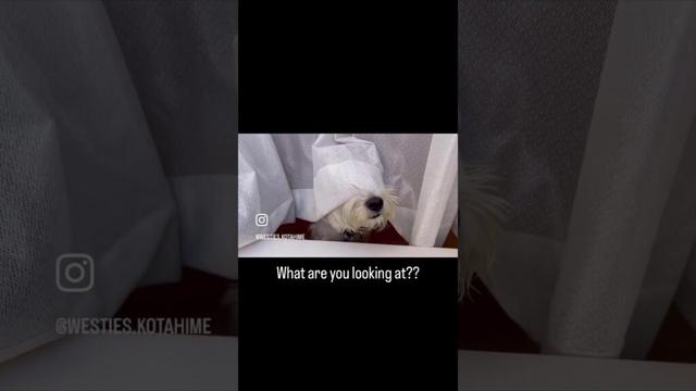 【ウェスティ】カーテンの隙間から「何見てるの?」外をガン見するこたろうが可愛すぎた