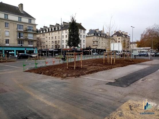 six arbres ont été plantés sur la place côté quai Vendeuvre