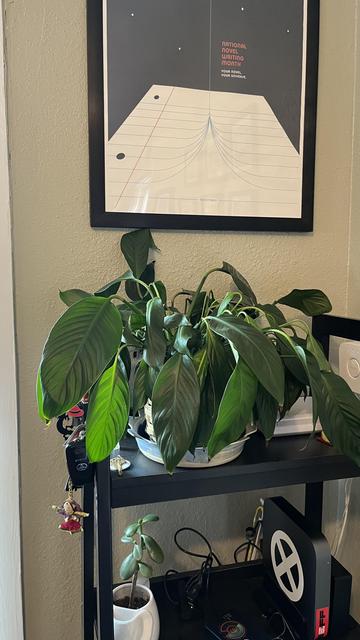 Here's an alt-text description of the image:

A multi-tiered black shelving unit displays various items including a large potted plant and decorative objects. The plant, with broad, dark green leaves and some lighter variegation, occupies the majority of the middle shelf and cascades downwards. Above the plant is a framed poster with a white background and a complex graphic of concentric curves and lines. The text on the poster reads: “NATIONAL NOVEL WRITING MONTH. YOUR NOVEL. YOUR LIFE.” The bottom shelf holds a small potted plant, a collection of colorful trinkets including a small figurine, a black cassette tape, and other small objects.

Provided by @altbot, generated privately and locally using Gemma3:27b

🌱 Energy used: 0.102 Wh