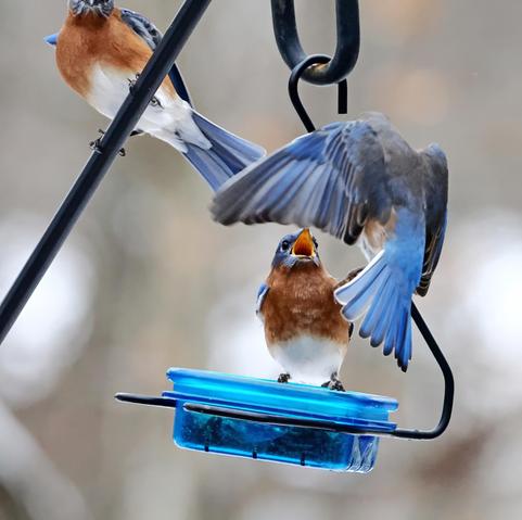There is one bluebird on the feeder with its beak open. It is yelling at the two other birdbirds trying to get into the feeder, one hovering nearby and one perched on a feeder strut.