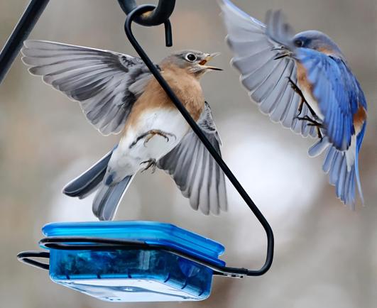 A female bluebird who had been eating from the feeder rises, wings spread, to drive away a male trying to displace her.