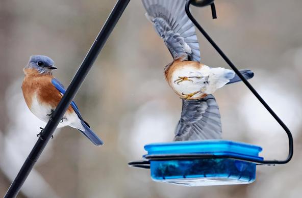 One bluebird takes wing from the feeder, while another waits nearby for its turn.