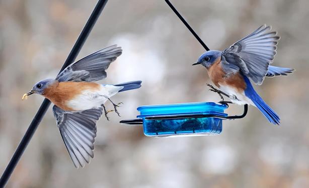 A bluebird exits the feeder, mealworm in its beak, as another lands on the opposite side of the feeder.