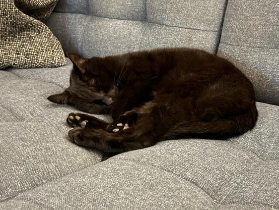 A black cat lays on a light blue sofa