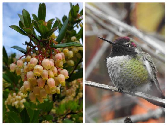A 2 pane combined picture. One the left, a cluster of cream colored, cowbell shaped flowers hang on red stems below green leaves. A partially cloudy sky shows above. On the right, a close up of a male Anna's hummingbirds, showing his left side as he faces left on a small twig. The light is from the right and so barely catches the iridescence in his crown and gorget. This crown and gorget look matte black, with just the top and right edge showing red-pink. His side is green but otherwise he looks plain and clean against the mass of crush behind him