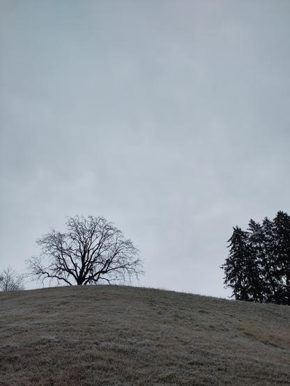 Foto. Ein kahler Laubbaum.