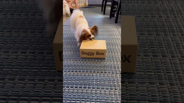 Doggy Boxが来てテンションが高い犬 #shorts