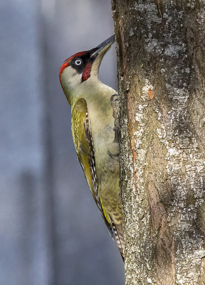 Ein Grünspecht sitzt auf der linken Seite des Baumstammes. Die Farben des Spechtes leuchten in der Sonne. Die roten Kopf- und Wangenfedern so wie die grünen Flügel leuchten besonders hervor. 
Ein graues Bokeh bildet den Hintergrund.